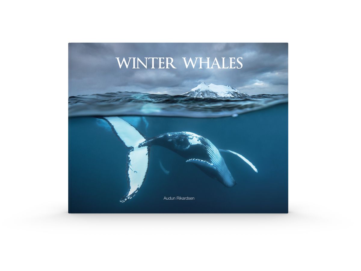 Winter Whales 