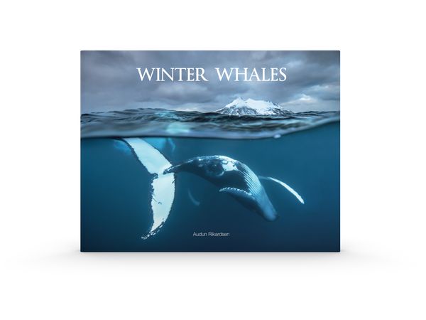 Hovedbilde Winter Whales 